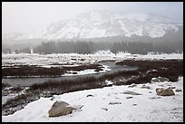 Snowy landscape near Tioga Pass. Yosemite National Park, California, USA. (color)