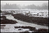 Falling snow streaks, river and meadow. Yosemite National Park, California, USA. (color)