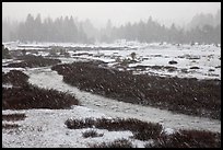 Falling snow streaks, river and meadow. Yosemite National Park, California, USA.