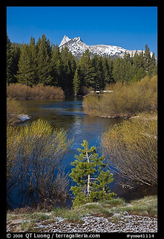 Willows, fresh snow,  and Cathedral Peak. Yosemite National Park, California, USA.