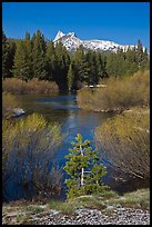 Willows, fresh snow,  and Cathedral Peak. Yosemite National Park, California, USA. (color)