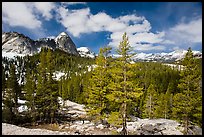 Pine trees in spring and Fairview Dome, Tuolumne Meadows. Yosemite National Park ( color)