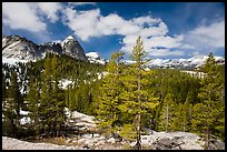 Pine trees in spring and Fairview Dome, Tuolumne Meadows. Yosemite National Park, California, USA. (color)