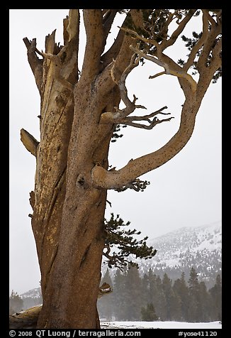 Pine tree and snowy mountain, Tioga Pass. Yosemite National Park, California, USA.