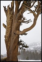 Pine tree and snowy mountain, Tioga Pass. Yosemite National Park ( color)