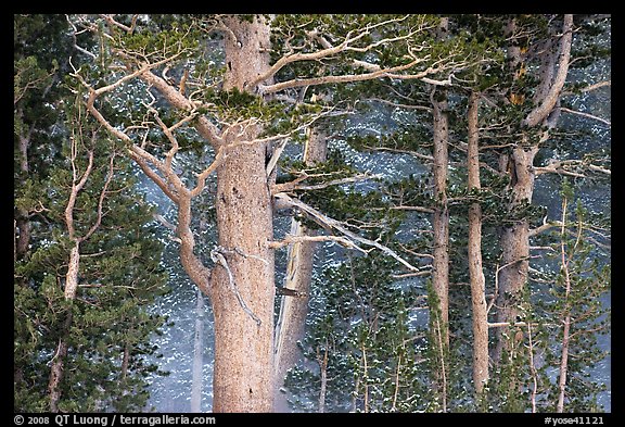 Pine tree forest in storm with spindrift, Tioga Pass. Yosemite National Park, California, USA.