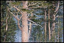 Pine tree forest in storm with spindrift, Tioga Pass. Yosemite National Park, California, USA. (color)