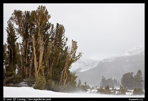 Trees in storm with blowing snow, Tioga Pass. Yosemite National Park, California, USA.