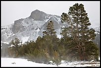 Trees and peak with fresh snow, Tioga Pass. Yosemite National Park, California, USA. (color)