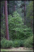 Forest with dogwood tree in bloom. Yosemite National Park, California, USA.