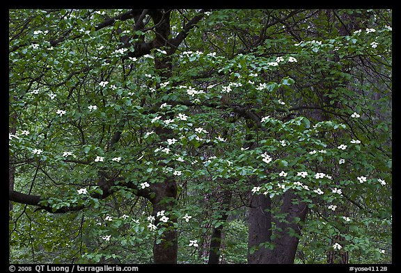 Flowering dogwood tree. Yosemite National Park (color)