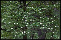 Flowering dogwood tree. Yosemite National Park, California, USA.