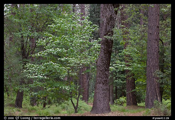 Forest in the spring. Yosemite National Park (color)