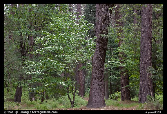 Forest in the spring. Yosemite National Park, California, USA.