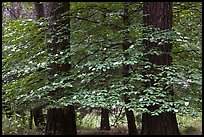 Dogwood tree between two dark pine tree trunks. Yosemite National Park, California, USA.