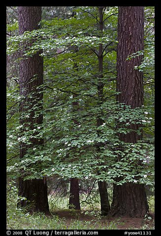 Dogwood tree in bloom between two dark pine trees. Yosemite National Park, California, USA.