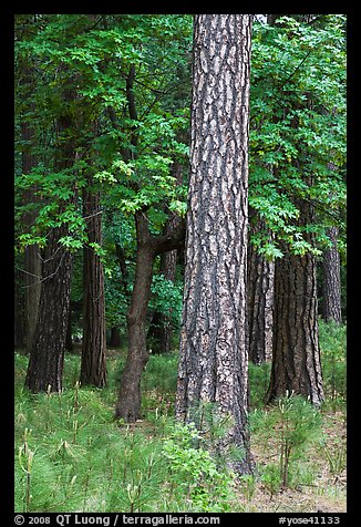 Ponderosa Pine and forest. Yosemite National Park, California, USA.