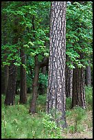 Ponderosa Pine and forest. Yosemite National Park, California, USA. (color)