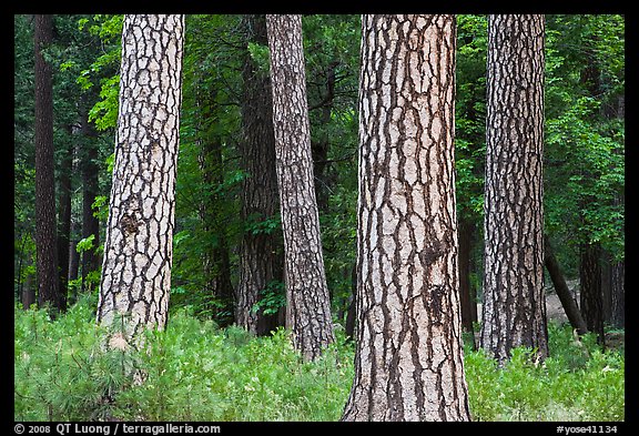 Pine forest with patterned trunks. Yosemite National Park (color)