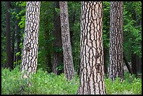 Pine forest with patterned trunks. Yosemite National Park, California, USA.