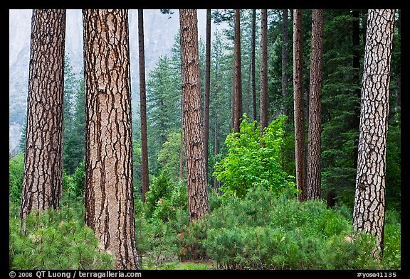 Forest with fall pine trees and spring undergrowth. Yosemite National Park (color)