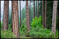 Forest with fall pine trees and spring undergrowth. Yosemite National Park, California, USA.