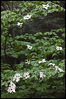 Dogwood tree branches with flowers. Yosemite National Park, California, USA. (color)