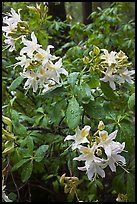 White Azelea, Happy Isles. Yosemite National Park, California, USA. (color)