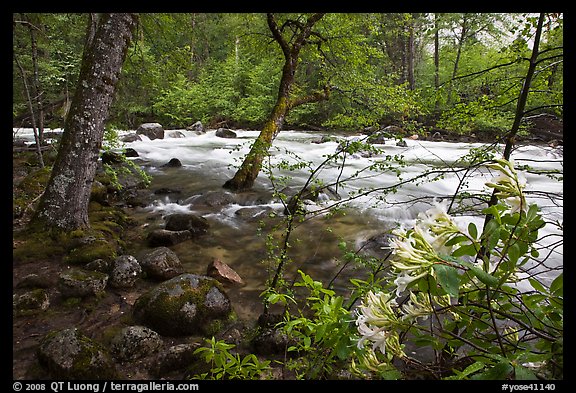 Azelea and Merced River, Happy Isles. Yosemite National Park (color)