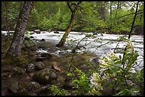 Azelea and Merced River, Happy Isles. Yosemite National Park, California, USA.