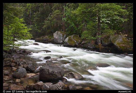 Merced River with newly leafed trees and dogwood, Happy Isles. Yosemite National Park, California, USA.