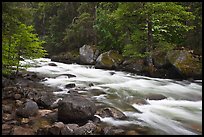 Merced River with newly leafed trees and dogwood, Happy Isles. Yosemite National Park, California, USA.