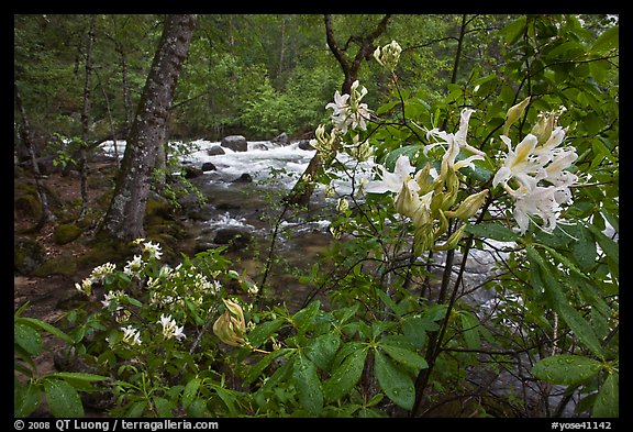 Azelea near Merced River, Happy Isles. Yosemite National Park, California, USA.