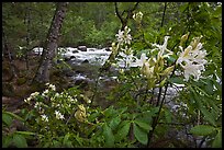 Azelea near Merced River, Happy Isles. Yosemite National Park, California, USA.