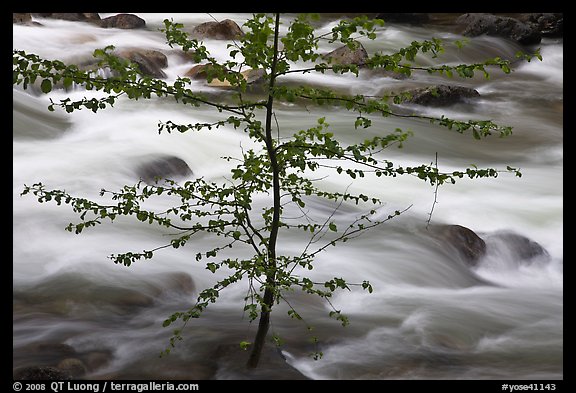Branches and river, Happy Isles. Yosemite National Park (color)