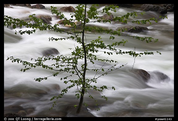 Branches and river, Happy Isles. Yosemite National Park, California, USA.