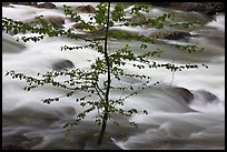 Branches and river, Happy Isles. Yosemite National Park, California, USA.