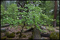 Dogwood tree and mossy boulders in spring, Happy Isles. Yosemite National Park, California, USA.