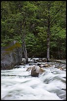 Merced River cascades, boulder, and trees, Happy Isles. Yosemite National Park, California, USA.