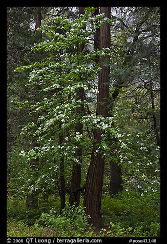 Tall dogwood tree, Happy Isles. Yosemite National Park (color)