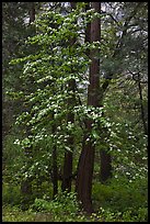 Tall dogwood tree, Happy Isles. Yosemite National Park, California, USA.