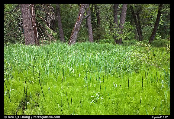 Fern near Happy Isles. Yosemite National Park, California, USA.