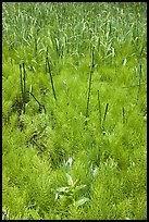 Horsetail grass (Equisetum arvense) near Happy Isles. Yosemite National Park, California, USA.