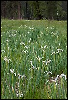 Wild Iris, El Capitan Meadow. Yosemite National Park, California, USA.