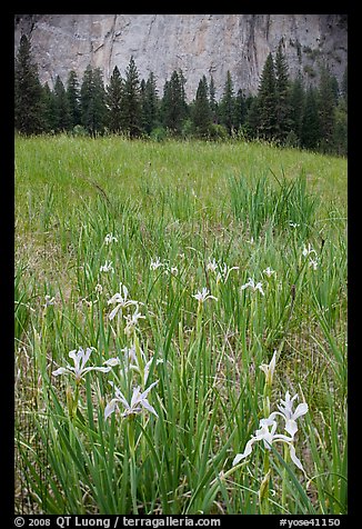 Iris and cliffs, El Capitan Meadow. Yosemite National Park (color)