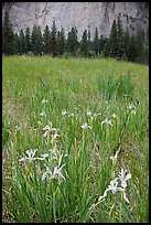 Iris and cliffs, El Capitan Meadow. Yosemite National Park, California, USA.