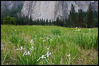Iris and Cathedral Rocks, El Capitan Meadow. Yosemite National Park, California, USA. (color)