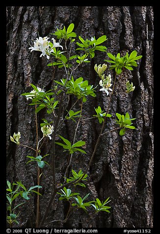 Azelea and pine trunk. Yosemite National Park, California, USA.