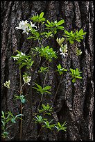 Azelea and pine trunk. Yosemite National Park, California, USA. (color)