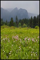 Wildflowers in Cook Meadow and Cathedral Rocks in storm. Yosemite National Park, California, USA. (color)